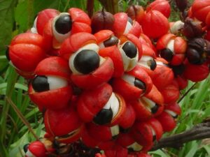 Guarana contains more caffeine than coffee