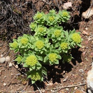 Rhodiola Rosea enhances cognitive function by reducing fatigue and improving focus.